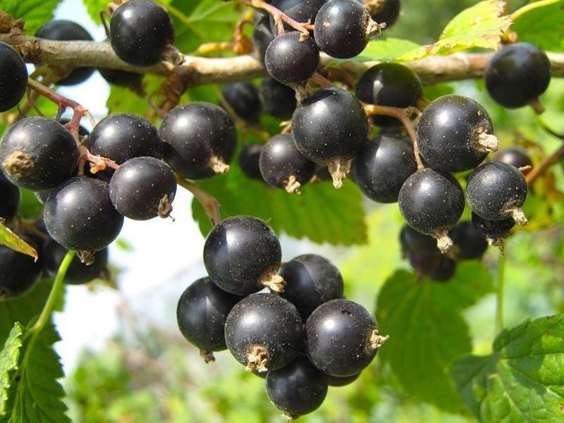 Почему не плодоносит черная и красная смородина, на кустах нет ягод — 5 причин и что делать