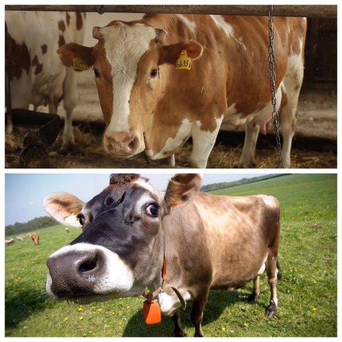 У коровы нет жвачки: описание, причины, что делать