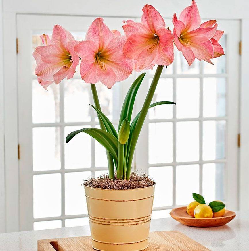Амариллис: цветение, уход в домашних условиях + фото