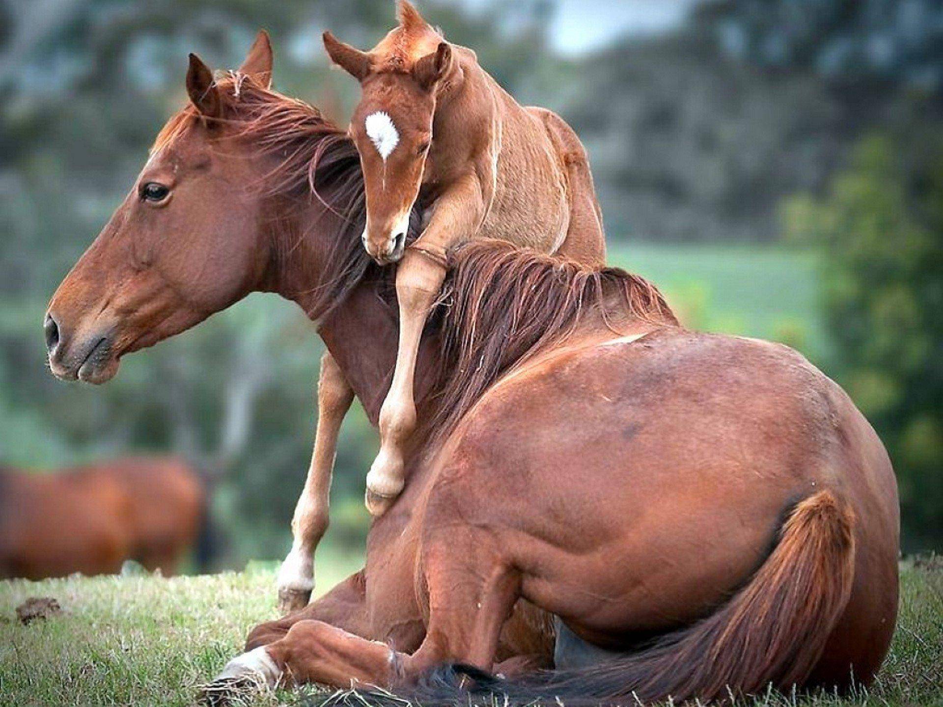 Все о беременности и родах у лошадей |