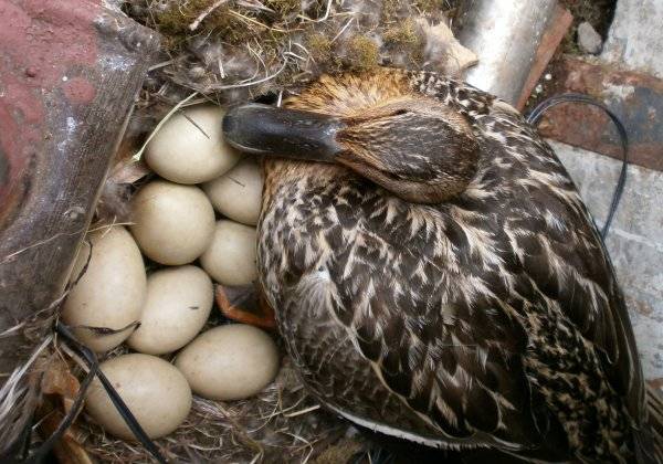 Утки несутся в одно гнездо - что делать?