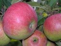 Яблоня сладкая нега: описание сорта и характеристики, регионы выращивания с фото