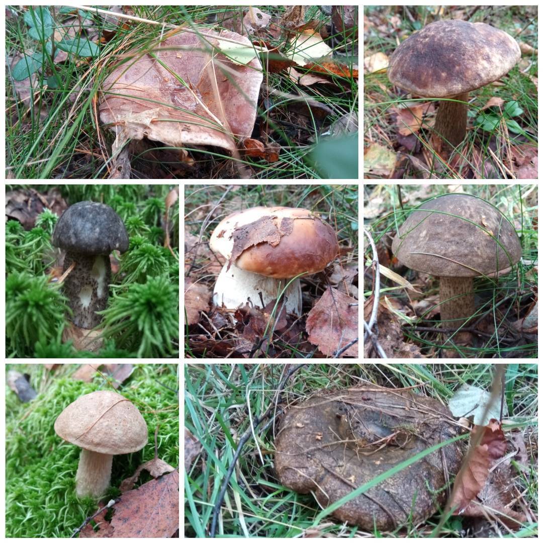 Весенние грибы - грибы