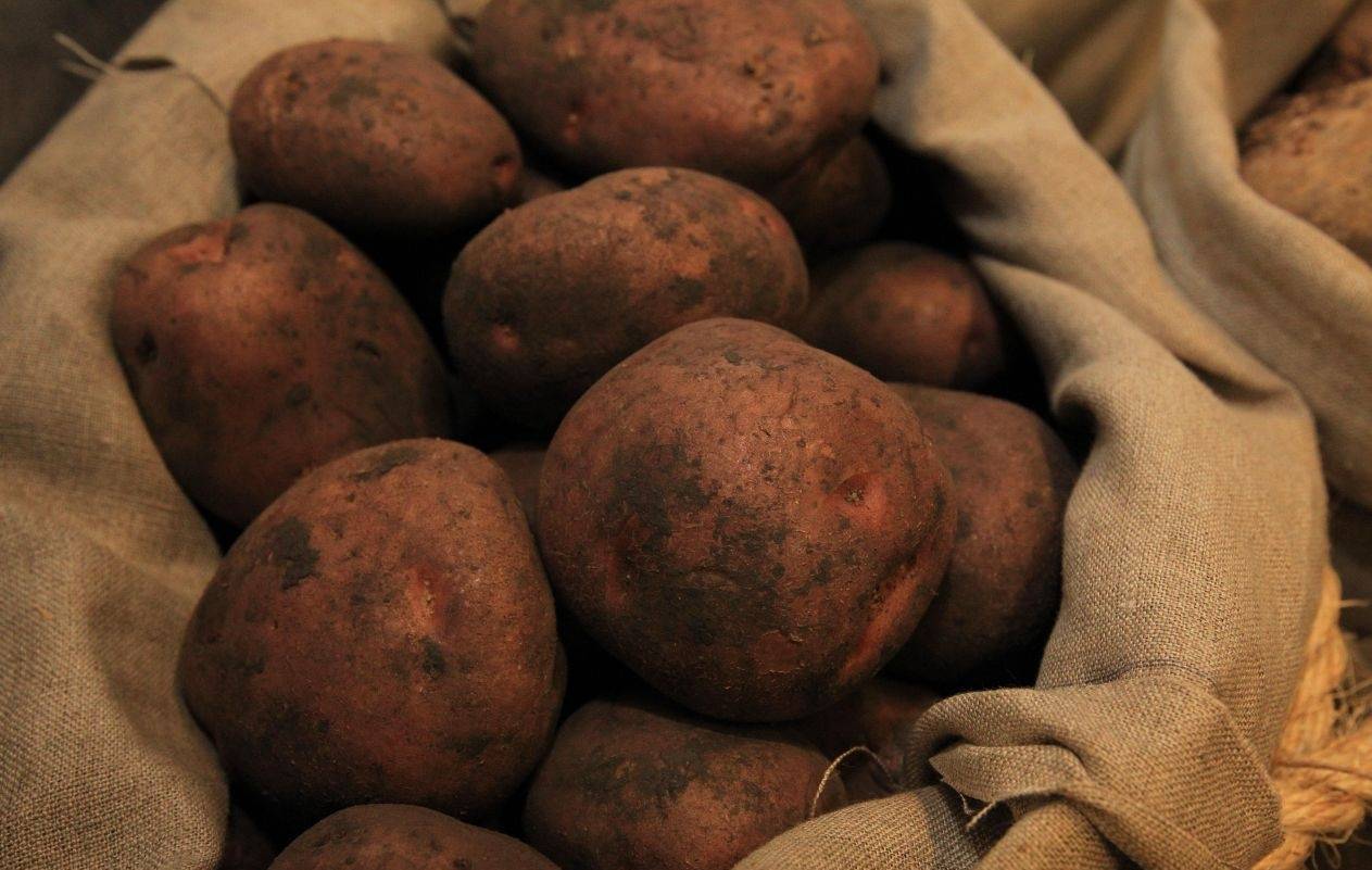 Сорта картофеля для сибири с фото и описанием