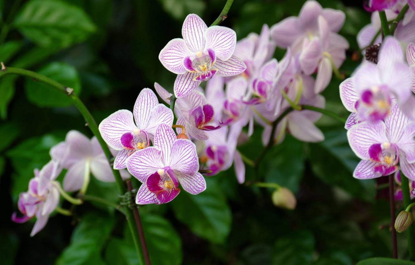 Как заставить орхидеи цвести в домашних условиях? способы стимуляции на ydoo.info