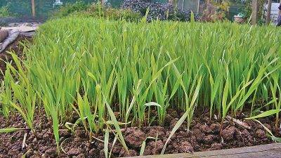 Рожь на огороде: польза и вред, когда сеять, садить как сидерат (удобрение)