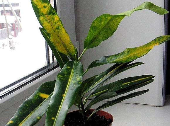 Размножение кротона в домашних условиях листом и черенками + фото пошагово