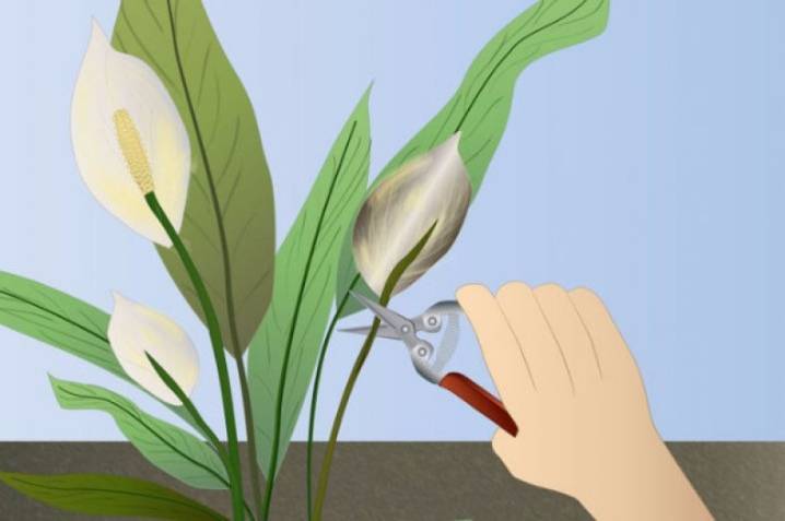 Как посадить лилию в открытый грунт, уход после цветения, размножение, болезни