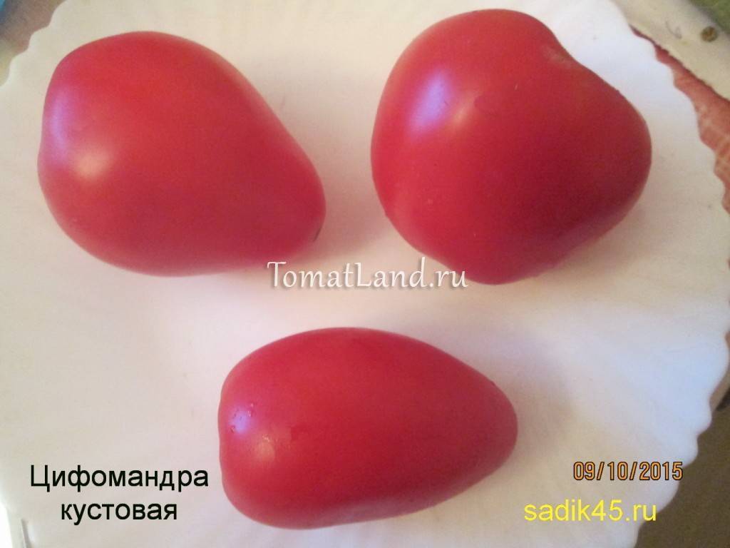 Описание сорта томата Цифомандра — особенности выращивания