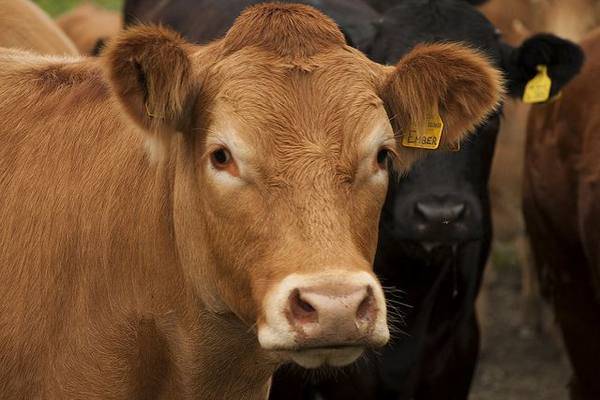 Сколько лет живут коровы: в домашних условиях и на ферме