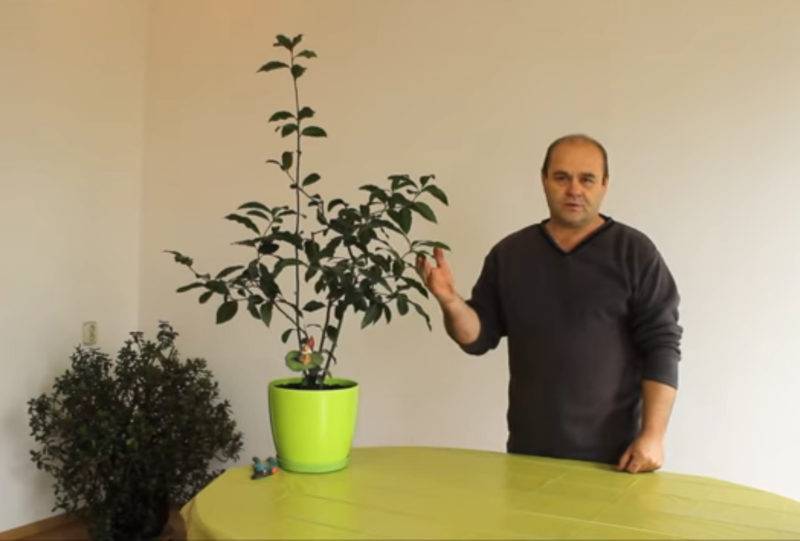 Правила выращивания лаврового листа в домашних условиях