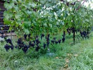 Виноград "загадка шарова": описание и характеристика сорта, особенности ухода и выращивания, отзывы