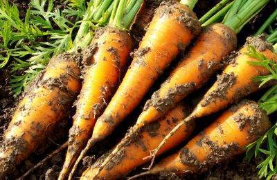 Схемы посадки моркови: расстояние между семенами и глубина заделки на грядке в открытом грунте, а также через какой интервал друг от друга их сеять весной и осенью? русский фермер
