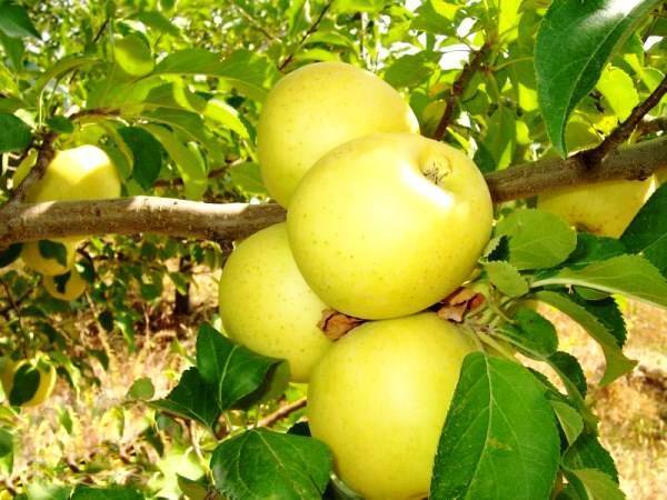 Яблоня голден делишес: описание сорта, фото, отзывы, опылители