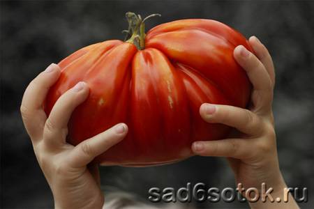 Самые сладкие помидоры: сорта, фото, отзывы