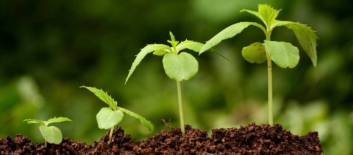 Стимуляторы роста растений: натуральные удобрения и препараты