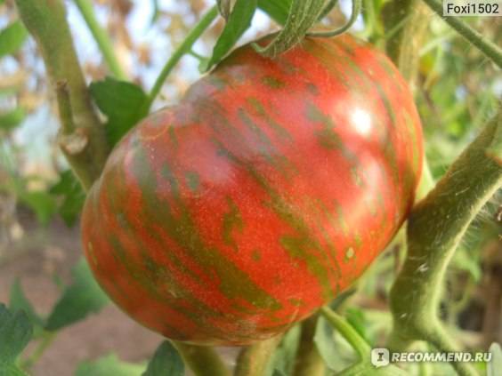 Описание и характеристика сорта томатов полосатый шоколад, их урожайность
