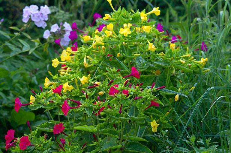 Цветы мирабилисы - выращивание и уход. 3 способа посадки. фото цветов