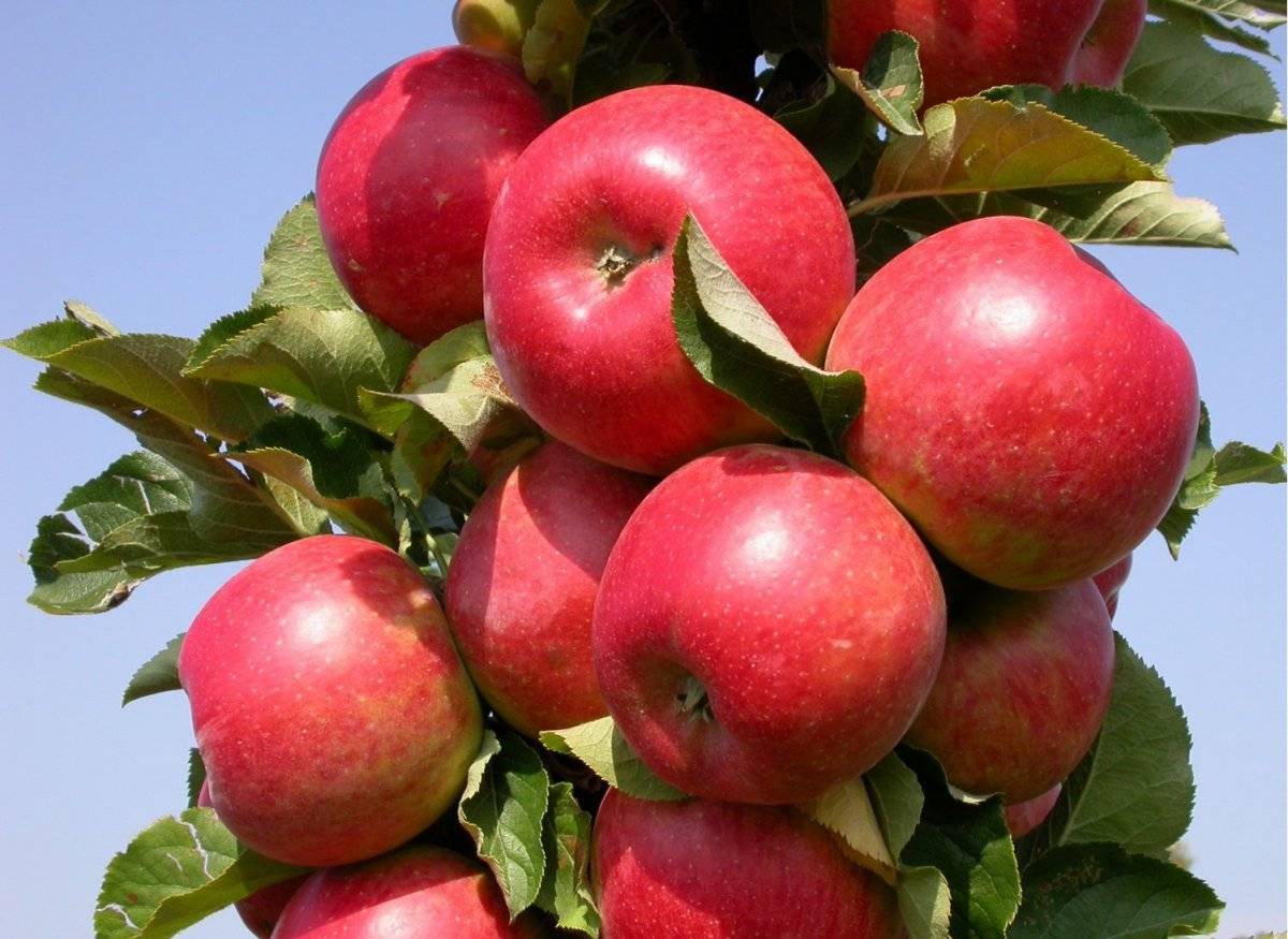 Колоновидные яблони для сибири: сорта, отзывы, посадка и уход