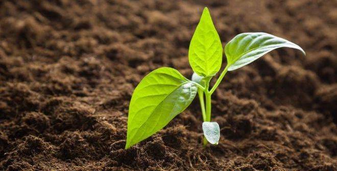 Выращивание рассады перца в домашних условиях: пикировка  и уход за рассадой