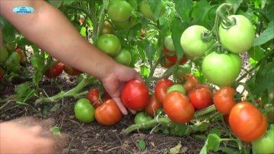 Чем удобрять помидоры при посадке - 85 фото подкормки и способы увеличения урожайности
