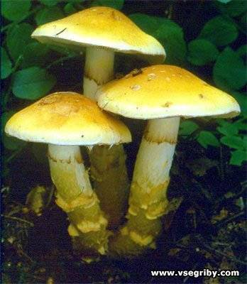 Яркий желтый паутинник и его грибы собратья