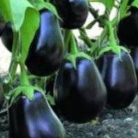 Сорт баклажанов черный красавец - описание и характеристика, фото