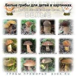 Весенние грибы: ранние, съедобные, какие собирают, фото
