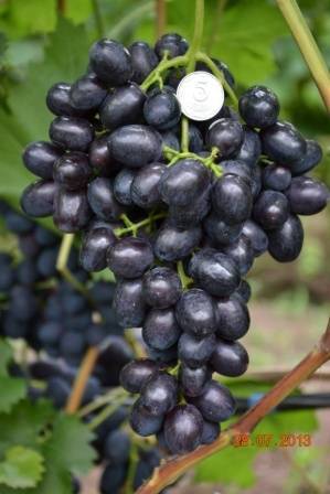 Подробное описание сорта винограда " забава"