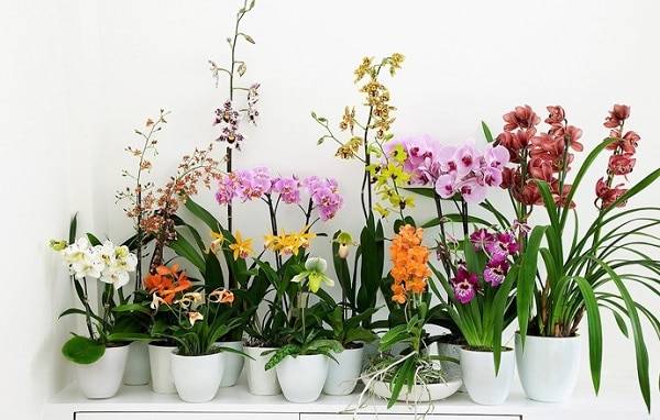 Виды Комнатных Орхидей С Фото