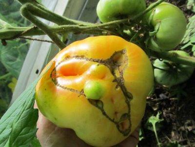 Болезни томатов в теплице ⭐ лечение + описание + фото