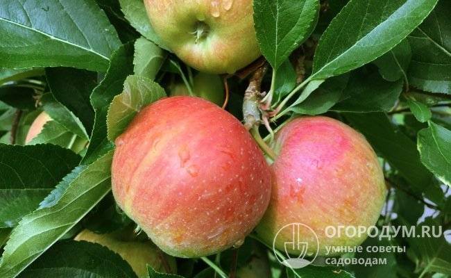 Яблоня фуджи: описание и особенности посадки сорта