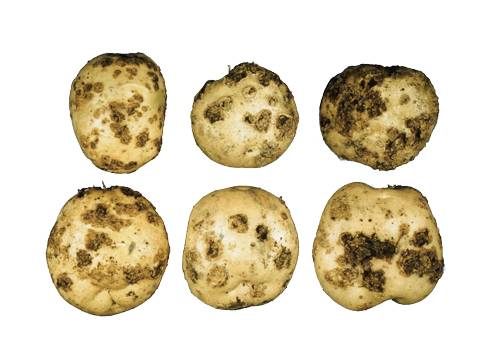 Описание и методы борьбы с паршой картофеля
