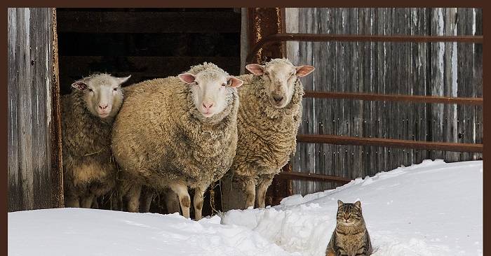 Содержание овец в зимний период: сколько нужно сена, чем кормить - сельская жизнь