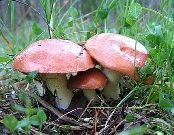 Маслёнок - описание, виды, фото съедобного гриба с маслянистой шляпкой