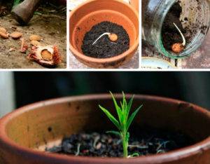 Как вырастить персик из косточки в домашних условиях: пошаговая инструкция с фото