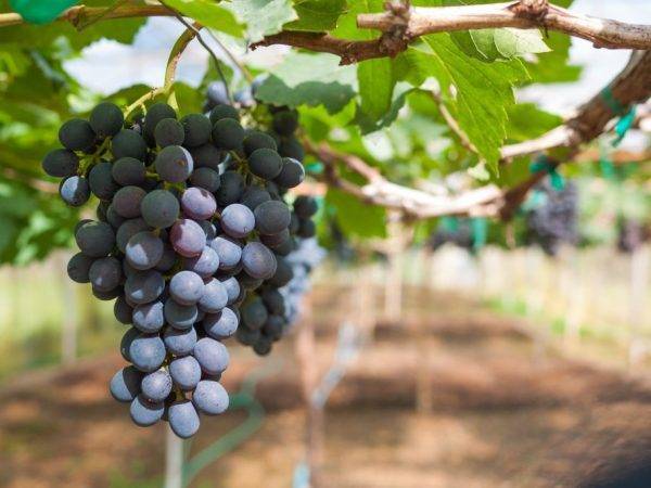 Виноград цимлянский черный - описание сорта, использование и отзывы с фото