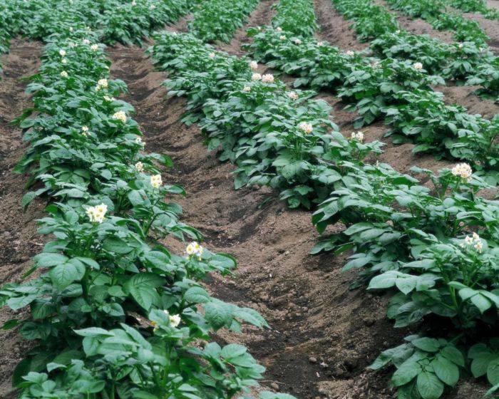 Посадка картофеля: как правильно посадить картошку, чтобы получить хороший урожай, когда сажать в открытый грунт и в теплицу