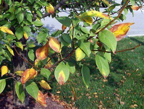 Почему скручиваются листья яблони? основные причины, методы профилактики и борьбы. фото — ботаничка.ru