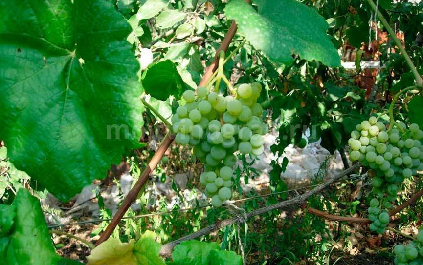 «золотой потапенко» — морозостойкий виноград