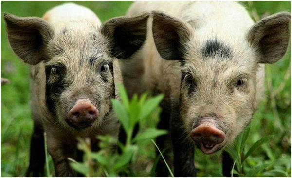Свиньи миргородской породы - знай ферму