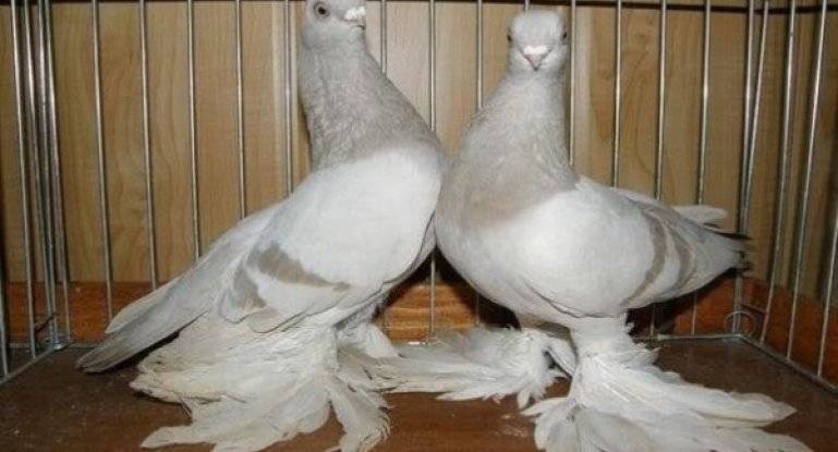 Узбекские голуби: фото с названиями и описанием