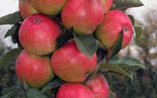 Раннеспелый сорт — яблоня «аркадик»