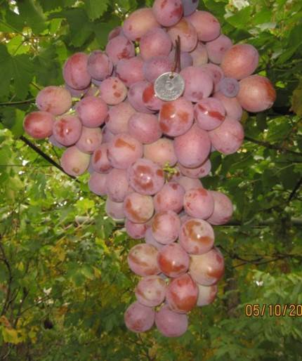 Столовый сорт винограда дюжина