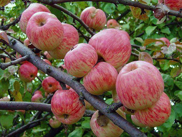 Формирующая обрезка яблони — от саженца до взрослого дерева. схемы — ботаничка.ru
