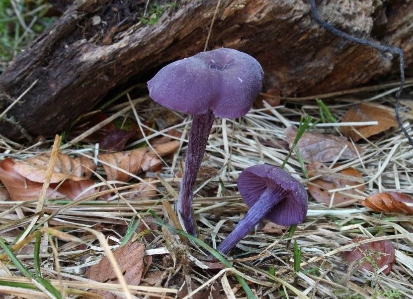 Самые красивые грибы: фото, факты, описание
