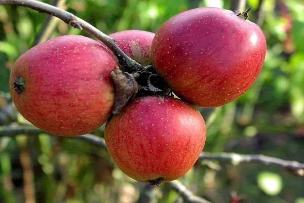 Яблоня беркутовское, описание особенностей агротехники