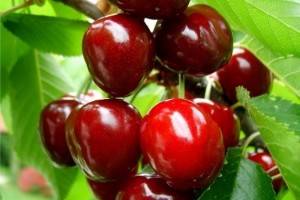 О вишне чернокорка: характеристика и описание сорта, выращивание и уход