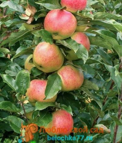 Колоновидные яблони: посадка, уход и фото, размножение и выращивание сорта, удобрения и подкормка