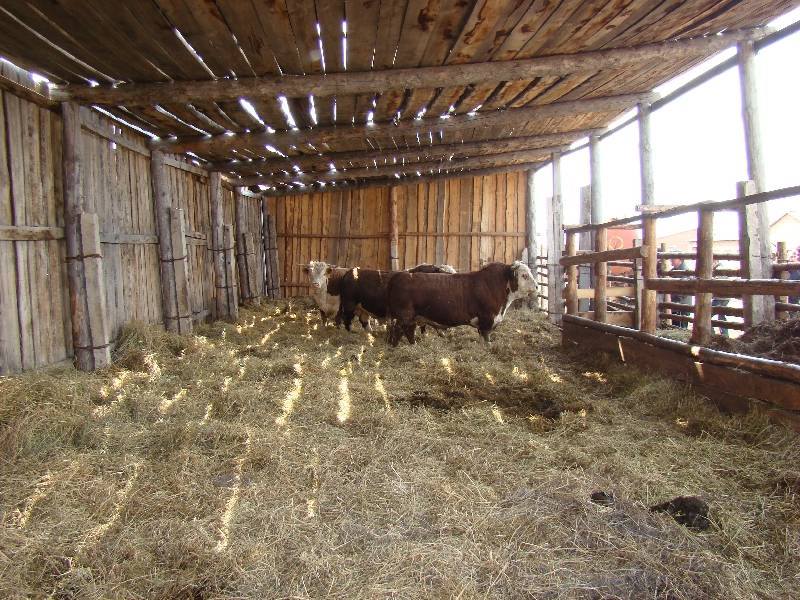 Сарай для коров – как сделать его сухим, теплым и долговечным? + видео